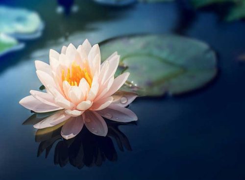 پوستر دیواری گل سه بعدی رویش کد 3DF-126 2 پوستر دیواری گل سه بعدی رویش کد 3DF-126