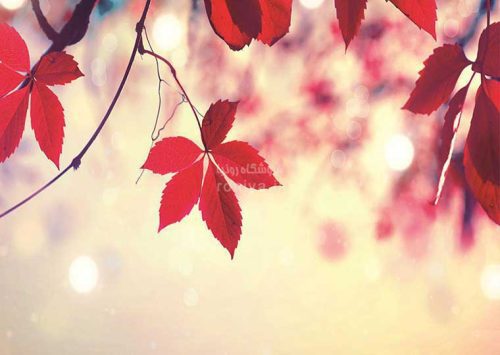 پوستر دیواری برگ پاییزی کد 3DF-223 2 پوستر دیواری برگ پاییزی کد 3DF-223