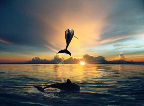 پوستر دیواری سه بعدی دلفین ها در غروب کد AN-010 2 پوستر دیواری سه بعدی دلفین ها در غروب کد AN-010