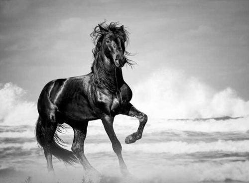 پوستر دیواری سه بعدی اسب شبرنگ کد AN-011 2 پوستر دیواری سه بعدی اسب شبرنگ کد AN-011