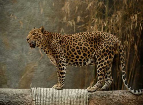 پوستر دیواری سه بعدی یوزپلنگ کد AN-016 2 پوستر دیواری سه بعدی یوزپلنگ کد AN-016