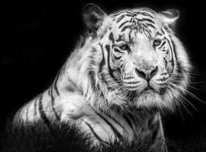 پوستر دیواری سه بعدی ببر خاکستری کد AN-018