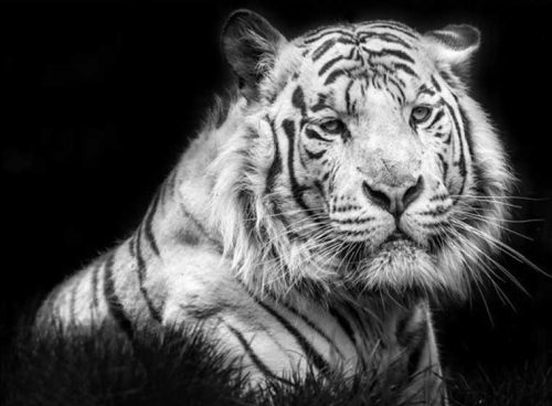 پوستر دیواری سه بعدی ببر خاکستری کد AN-018