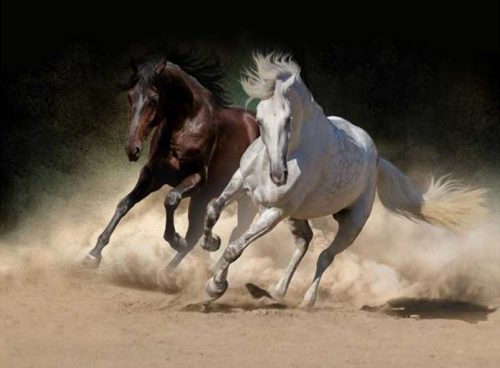 پوستر دیواری سه بعدی اسب های تیزرو کد AN-032 2 پوستر دیواری سه بعدی اسب های تیزرو کد AN-032