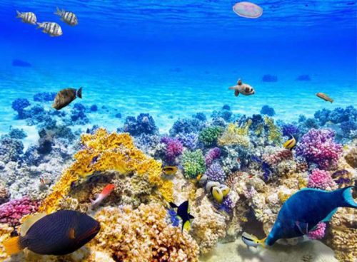 پوستر دیواری سه بعدی اقیانوس شفاف کد AN-037 2 پوستر دیواری سه بعدی اقیانوس شفاف کد AN-037