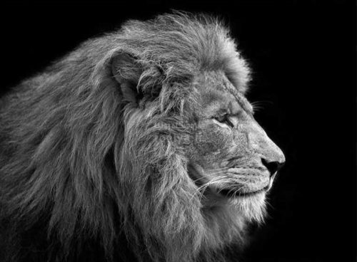 پوستر دیواری سه بعدی شیر سیاه و سفید کد AN-044 2 پوستر دیواری سه بعدی شیر سیاه و سفید کد AN-044