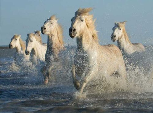 پوستر دیواری سه بعدی اسب نوند کد AN-045 2 پوستر دیواری سه بعدی اسب نوند کد AN-045