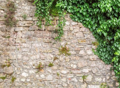 پوستر دیواری چشم انداز سه بعدی پیچک و دیوار سنگی کد LS-026 2 پوستر دیواری چشم انداز سه بعدی پیچک و دیوار سنگی کد LS-026