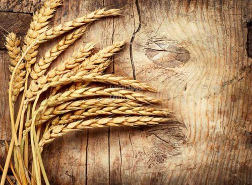 پوستر دیواری طبیعت سه بعدی خوشه گندم کد NT-014