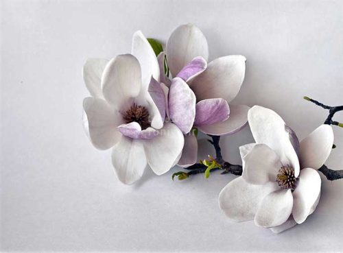 پوستر دیواری سه بعدی ارکیده سفید کد NT-025 2 پوستر دیواری سه بعدی ارکیده سفید کد NT-025