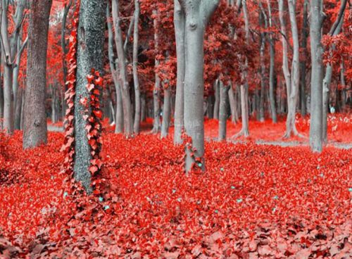 پوستر دیواری سه بعدی جنگل پاییزی کد NT-026