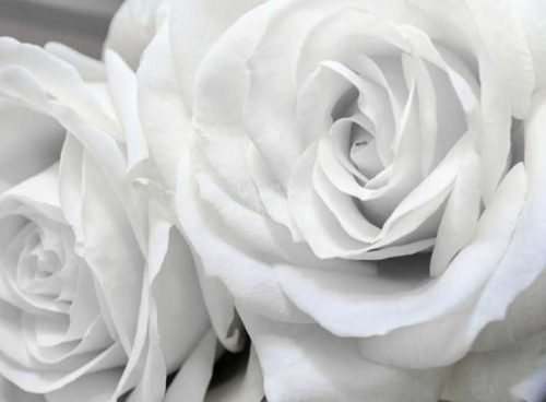 پوستر دیواری سه بعدی رز خاکستری کد NT-054 2 پوستر دیواری سه بعدی رز خاکستری کد NT-054