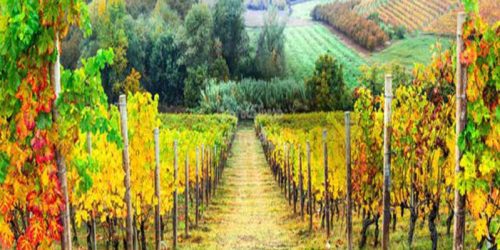 پوستر دیواری سه بعدی رقص پاییز کد NT-089