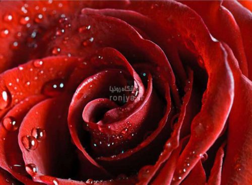 پوستر دیواری سه بعدی رز قرمز کد NT-093 2 پوستر دیواری سه بعدی رز قرمز کد NT-093