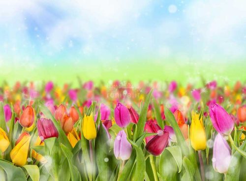 پوستر دیواری سه بعدی لاله های رنگی کد NT-103