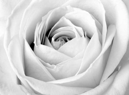 پوستر دیواری سه بعدی رز خاکستری کد NT-106 2 پوستر دیواری سه بعدی رز خاکستری کد NT-106