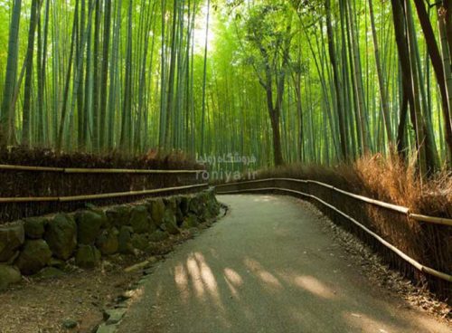 پوستر دیواری سه بعدی جنگل بامبو کد NT-113