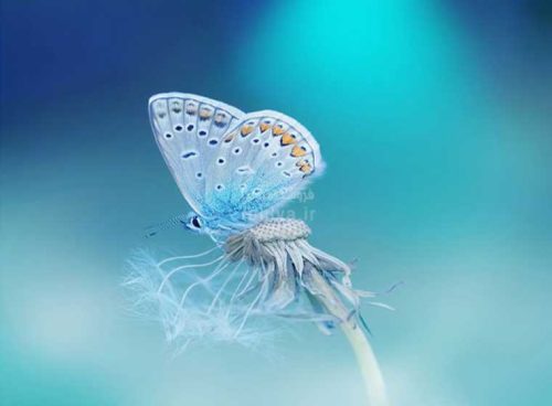 پوستر دیواری سه بعدی فرانک کد NT-123 2 پوستر دیواری سه بعدی فرانک کد NT-123