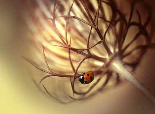 پوستر دیواری سه بعدی کفشدوزک کد NT-125 2 پوستر دیواری سه بعدی کفشدوزک کد NT-125