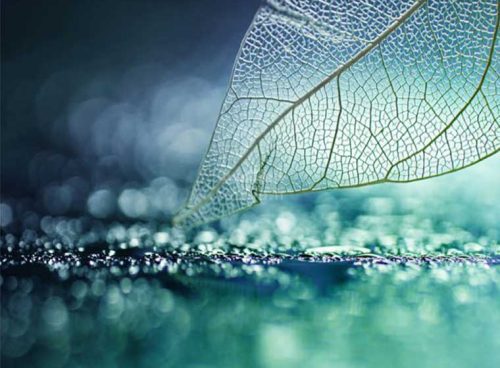 پوستر دیواری سه بعدی برگ شیشه ای کد NT-126 2 پوستر دیواری سه بعدی برگ شیشه ای کد NT-126