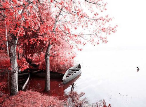 پوستر دیواری سه بعدی پاییز قرمز کد NT-141 2 پوستر دیواری سه بعدی پاییز قرمز کد NT-141