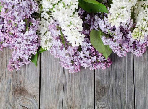 پوستر دیواری ارغوان کد NT-146 2 پوستر دیواری ارغوان کد NT-146