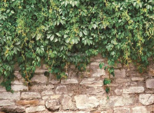 پوستر دیواری طرح دیوار سنگی کد NT-164 2 پوستر دیواری طرح دیوار سنگی کد NT-164