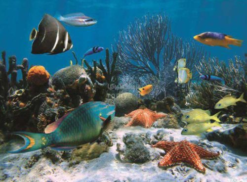 پوستر دیواری ماهی ها کد NT-170 2 پوستر دیواری ماهی ها کد NT-170