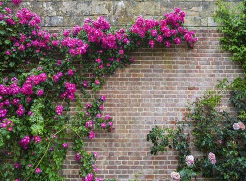 پوستر دیواری کوچه باغ کد NT-173 2 پوستر دیواری کوچه باغ کد NT-173