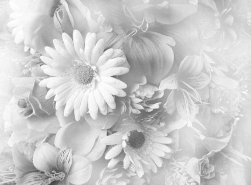 پوستر دیواری سه بعدی ژربرا سفید کد 3D-025 2 پوستر دیواری سه بعدی ژربرا سفید کد 3D-025