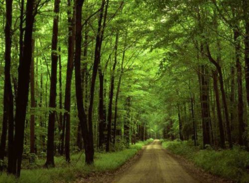 پوستر دیواری طرح جنگل کد NT-108 4 پوستر دیواری طرح جنگل کد NT-108