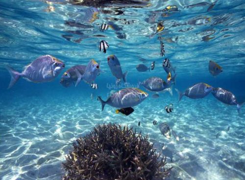 پوستر دیواری سه بعدی آکواریوم کد NT.183 2 پوستر دیواری سه بعدی آکواریوم کد NT.183