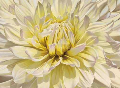 پوستر دیواری گل بزرگ 3DF-236 8 پوستر دیواری گل بزرگ 3DF-236