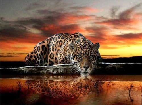 پوستر سه بعدی پلنگ 3DF-338 7 پوستر سه بعدی پلنگ 3DF-338