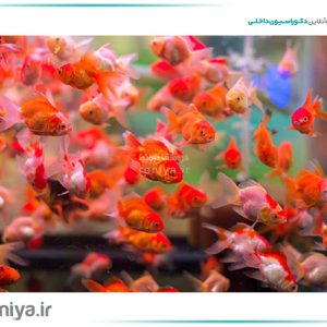 آسمان مجازی ماهی قرمز کد 538