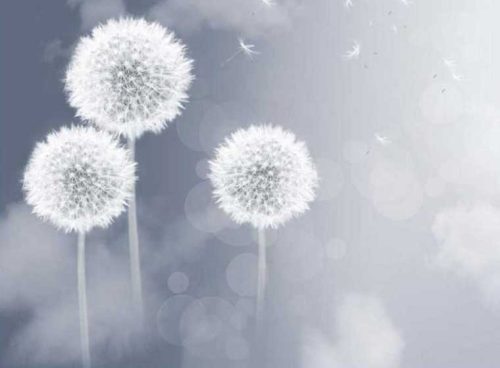 پوستر دیواری قاصدک سفید کد AB-017 4 پوستر دیواری قاصدک سفید کد AB-017