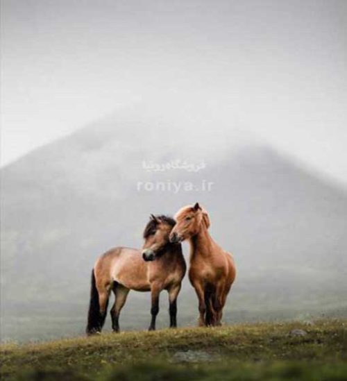 پوستر دیواری طرح اسب کد 3DF-202 3 پوستر دیواری طرح اسب کد 3DF-202