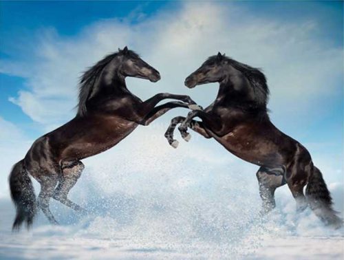 پوستر دیواری سه بعدی اسب های شبرنگ های عاشق کد AN-014 2 پوستر دیواری سه بعدی اسب های شبرنگ های عاشق کد AN-014