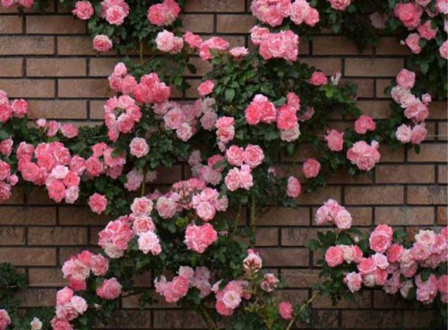 پوستر دیواری سه بعدی گل های صورتی کد RT-068 4 پوستر دیواری سه بعدی گل های صورتی کد RT-068