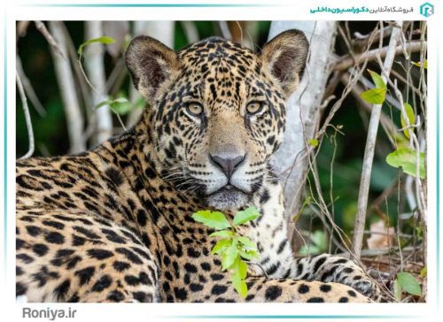 پوستر دیواری سه بعدی پلنگ کد AN-046 3 پوستر دیواری سه بعدی پلنگ کد AN-046