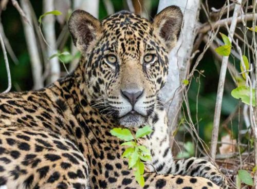 پوستر دیواری سه بعدی پلنگ کد AN-046 4 پوستر دیواری سه بعدی پلنگ کد AN-046