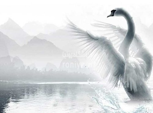 پوستر دیواری طرح قو Code- AN-056 3 پوستر دیواری طرح قو Code- AN-056