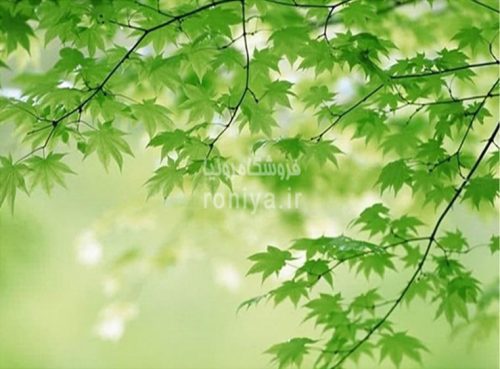 پوستر دیواری برگ صنوبرCode-LS-125 3 پوستر دیواری برگ صنوبرCode-LS-125