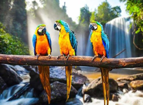 پوستر دیواری سه بعدی طوطی کد: AN050 3 پوستر دیواری سه بعدی طوطی کد: AN050