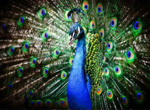 پوستر دیواری سه بعدی طاووس کد: AN050 4 پوستر دیواری سه بعدی طاووس کد: AN050