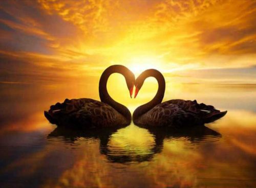 پوستر دیواری سه بعدی قوهای عاشق کد AN-053 3 پوستر دیواری سه بعدی قوهای عاشق کد AN-053