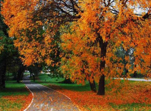 پوستر دیواری سه بعدی جاده پاییزی کد NT-146 3 پوستر دیواری سه بعدی جاده پاییزی کد NT-146