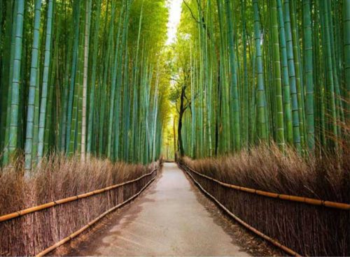 پوستر دیواری سه بعدی جاده بامبو کد NT-156 3 پوستر دیواری سه بعدی جاده بامبو کد NT-156