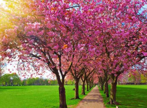 پوستر دیواری سه بعدی شکوفه های صورتی کد NT-157 3 پوستر دیواری سه بعدی شکوفه های صورتی کد NT-157