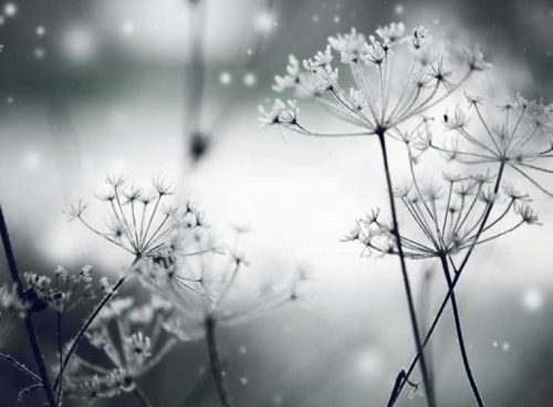 پوستر دیواری سه بعدی قاصدک های یخی کد NT-160 3 پوستر دیواری سه بعدی قاصدک های یخی کد NT-160